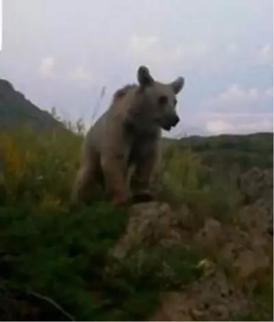 Göçerlerin çadır kurduğu bölgeye gelen boz ayı korkuya neden oldu Hakkari