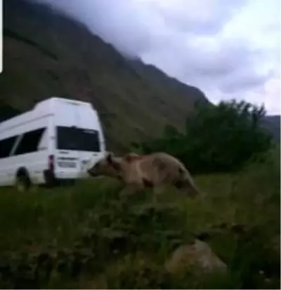 Göçerlerin çadır kurduğu bölgeye gelen boz ayı korkuya neden oldu Hakkari