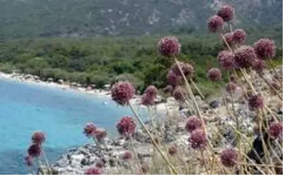 Kıyı sarımsakları Körfez'e renk kattı