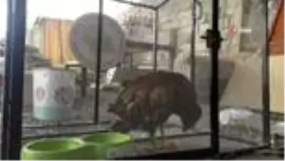 Koruma altına alınan Kızıl Şahin’in beslenmesi görüntülendi