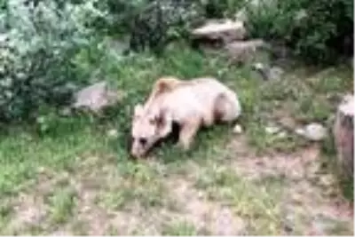 Nemrut'taki kardeş ayılardan biri kış uykusundan sonra görülmedi