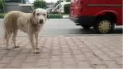 OSMANİYE Trafik kazasında dili kesilen köpek tedavi edildi