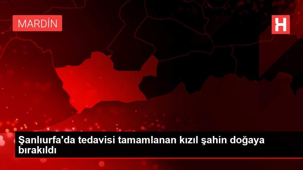 Şanlıurfa'da tedavisi tamamlanan kızıl şahin doğaya bırakıldı