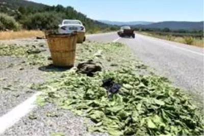 Tütün toplamaya gitmişti, kazada hayatını kaybetti