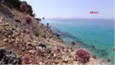 AYDIN Kuşadası'nda şifa veren 'kıyı sarımsakları' çiçek açtı AYDIN Kuşadası'nda şifa veren 'kıyı sarımsakları' çiçek açtı