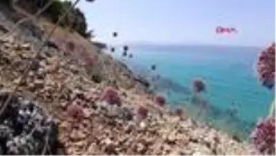 AYDIN Kuşadası'nda şifa veren 'kıyı sarımsakları' çiçek açtı AYDIN Kuşadası'nda şifa veren 'kıyı sarımsakları' çiçek açtı