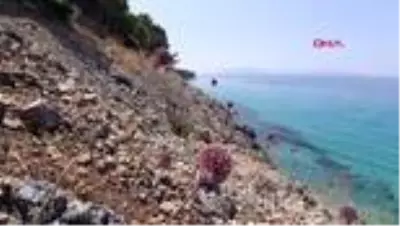 AYDIN Kuşadası'nda şifa veren 'kıyı sarımsakları' çiçek açtı AYDIN Kuşadası'nda şifa veren 'kıyı sarımsakları' çiçek açtı