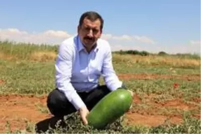Binlerce yıldır Şanlıurfa'da yetiştirilen '-Tat Karpuzu' tescilleniyor Binlerce yıldır Şanlıurfa'da yetiştirilen '-Tat Karpuzu' tescilleniyor