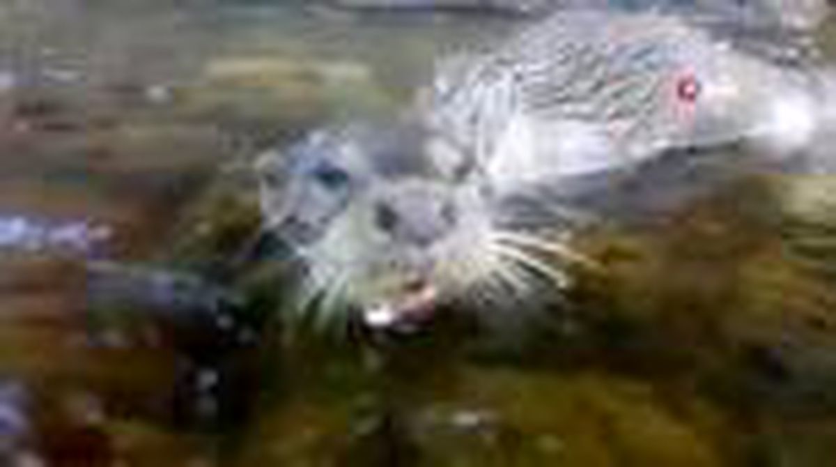 Bursa'da uzun yıllar sonra görülen su samuru kısa süre sonra hayatını kaybetti