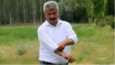 Çim biçme makinesi bozulunca belediye başkanı tırpanı eline aldı Çim biçme makinesi bozulunca belediye başkanı tırpanı eline aldı