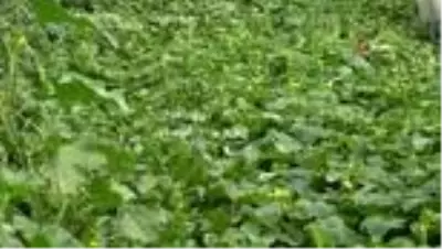 Edremit'te çiftçiye verilen destek meyvelerini verdi Edremit'te çiftçiye verilen destek meyvelerini verdi
