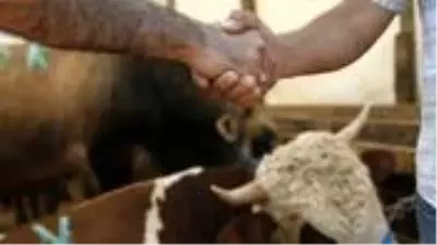 Kurban pazarlığı görüntülerini tarihe karıştıracak 'Pazarlık kiti' hazırlandı Kurban pazarlığı görüntülerini tarihe karıştıracak 'Pazarlık kiti' hazırlandı