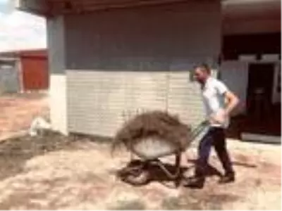 Lavanta yağının litresi 135 euro Lavanta yağının litresi 135 euro