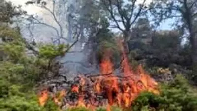 Örtü yangını ormana sıçradı