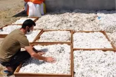 Sason'da koza yetiştiricileri bir ayda 400 bin lira kazanç sağladı