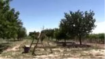 Şehit kızlarının diktiği fidanlarla 'nefes' alıyorlar Şehit kızlarının diktiği fidanlarla 'nefes' alıyorlar