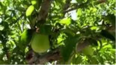 Şehit kızlarının diktiği fidanlarla 'nefes' alıyorlar Şehit kızlarının diktiği fidanlarla 'nefes' alıyorlar