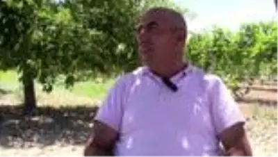 Şehit kızlarının diktiği fidanlarla 'nefes' alıyorlar Şehit kızlarının diktiği fidanlarla 'nefes' alıyorlar