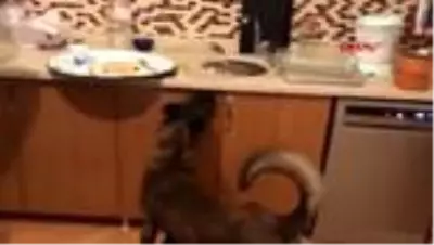 VAN Kedi maması poşetlerine gizlenen uyuşturucuları 'Zeus' buldu VAN Kedi maması poşetlerine gizlenen uyuşturucuları 'Zeus' buldu