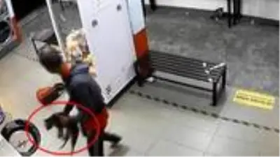 3 kediyi çamaşır makinesine atarak öldüren cani kameralara yakalandı 3 kediyi çamaşır makinesine atarak öldüren cani kameralara yakalandı