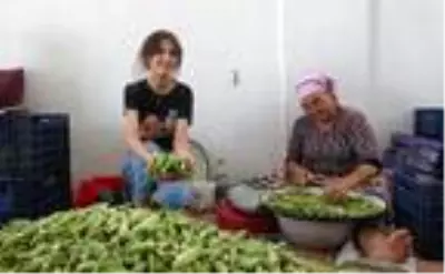 Bamya ayıklayıp, aile bütçesine katkı sağlıyorlar Bamya ayıklayıp, aile bütçesine katkı sağlıyorlar