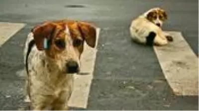 Köpeğe cinsel saldırıda bulunurken görüntülenen 60 yaşındaki şahıs gözaltına alındı Köpeğe cinsel saldırıda bulunurken görüntülenen 60 yaşındaki şahıs gözaltına alındı