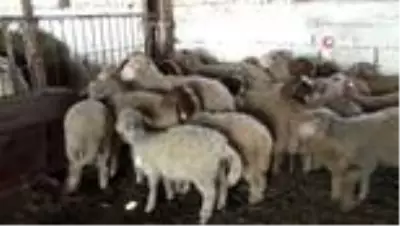 'Akademik' kurbanlıklar satışta 'Akademik' kurbanlıklar satışta