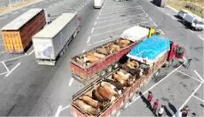 İstanbul'a gelen kurbanlıkların denetimleri havadan görüntülendi İstanbul'a gelen kurbanlıkların denetimleri havadan görüntülendi
