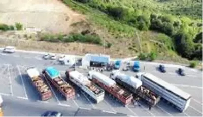 İstanbul'a gelen kurbanlıkların denetimleri havadan görüntülendi İstanbul'a gelen kurbanlıkların denetimleri havadan görüntülendi