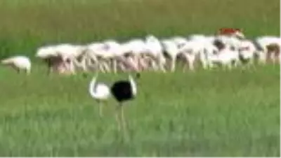 Kayseri'de siyah flamingo görüntülendi Kayseri'de siyah flamingo görüntülendi