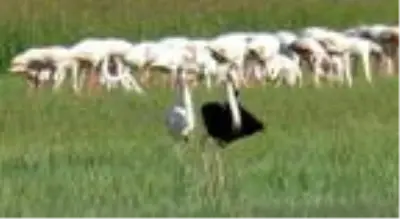 Kayseri'de siyah flamingo görüntülendi Kayseri'de siyah flamingo görüntülendi