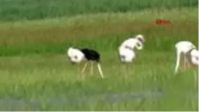Kayseri'de siyah flamingo görüntülendi Kayseri'de siyah flamingo görüntülendi