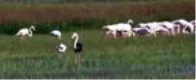 Kayseri'de siyah flamingo görüntülendi Kayseri'de siyah flamingo görüntülendi