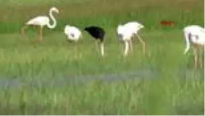 Kayseri'de siyah flamingo görüntülendi Kayseri'de siyah flamingo görüntülendi