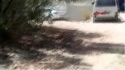 MUĞLA Bodrum'da kafatası bulan köpek güvenlik güçlerini harekete geçirdi MUĞLA Bodrum'da kafatası bulan köpek güvenlik güçlerini harekete geçirdi