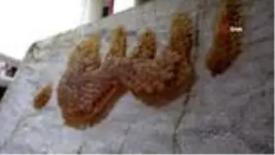 Son dakika haber! Arıların işlediği 'Allah lafzı' şaşırttı Son dakika haber! Arıların işlediği 'Allah lafzı' şaşırttı