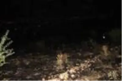 Havai fişek nedeniyle 23 hektar çalılık alan yandı Havai fişek nedeniyle 23 hektar çalılık alan yandı