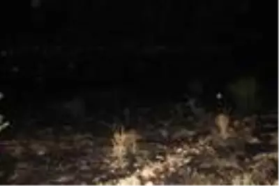 Havai fişek nedeniyle 23 hektar çalılık alan yandı Havai fişek nedeniyle 23 hektar çalılık alan yandı