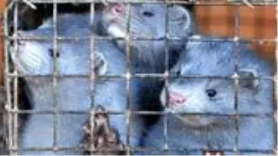 İspanya'da koronavirüs taşıyan 100 bine yakın vizon itlaf edilecek İspanya'da koronavirüs taşıyan 100 bine yakın vizon itlaf edilecek