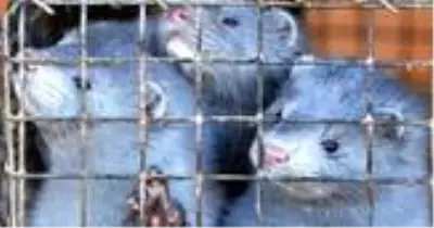 Koronavirüs taşıyan 100 bine yakın vizon olduğu belirlendi! Covid-19 virüsü taşıyan vizonlara ne olacak? Koronavirüs taşıyan 100 bine yakın vizon olduğu belirlendi! Covid-19 virüsü taşıyan vizonlara ne olacak?