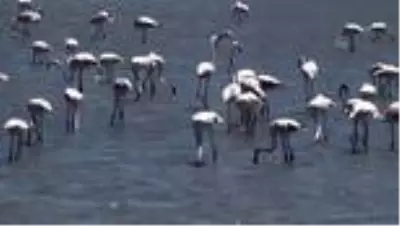 Lagün göllerindeki flamingolar ilgi görüyor