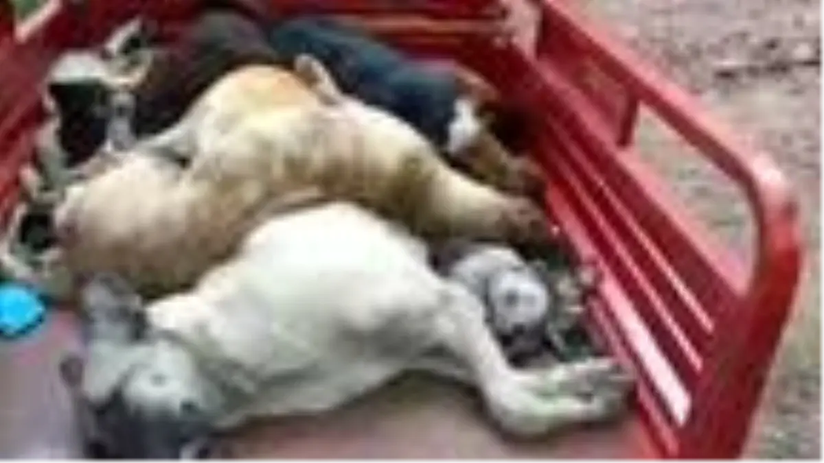 Sokak hayvanlarının diri diri gömüldükleri iddiasına idari soruşturma