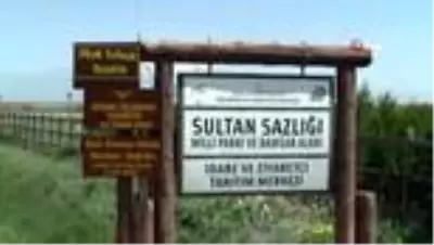 Son Dakika | Sultan Sazlığı Milli Parkı'nda siyah flamingo görüldü Son Dakika | Sultan Sazlığı Milli Parkı'nda siyah flamingo görüldü