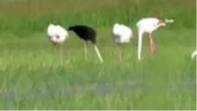 Son Dakika | Sultan Sazlığı Milli Parkı'nda siyah flamingo görüldü Son Dakika | Sultan Sazlığı Milli Parkı'nda siyah flamingo görüldü