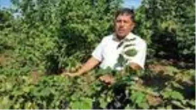 Düzce'de fındık rekoltesi tahmini 60 bin ton