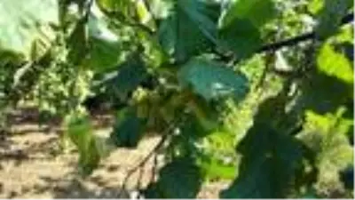 Düzce'de fındık rekoltesi tahmini 60 bin ton