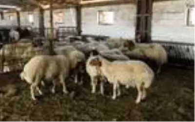 Prof. Dr. Koluman: 1300 liralık kurbanlıktan en fazla 14 kilo et çıkar, bu fahiş bir fiyat Prof. Dr. Koluman: 1300 liralık kurbanlıktan en fazla 14 kilo et çıkar, bu fahiş bir fiyat