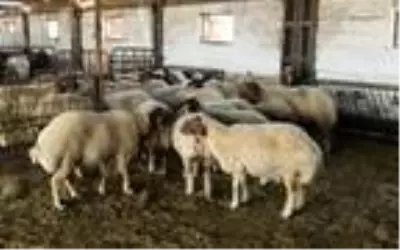 Prof. Dr. Koluman: 1300 liralık kurbanlıktan en fazla 14 kilo et çıkar, bu fahiş bir fiyat Prof. Dr. Koluman: 1300 liralık kurbanlıktan en fazla 14 kilo et çıkar, bu fahiş bir fiyat