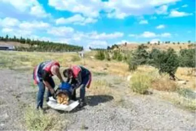 Restoranlardaki artık yiyecekler sokak hayvanlarına gidecek Restoranlardaki artık yiyecekler sokak hayvanlarına gidecek