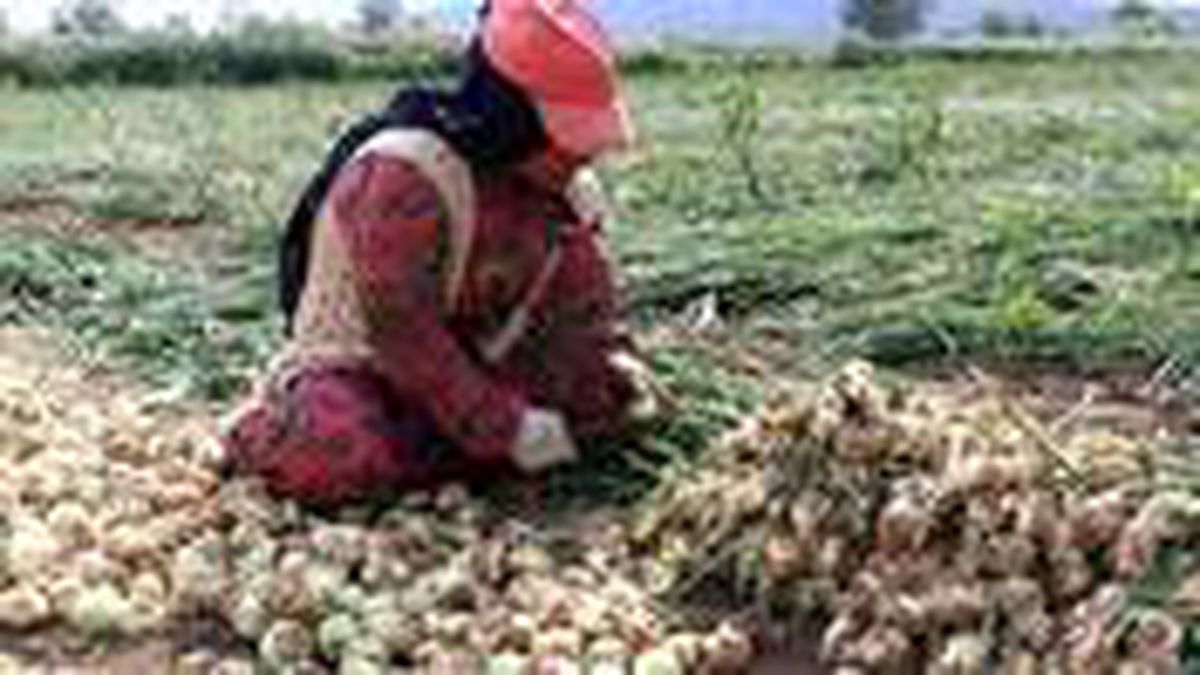 Kuru soğan ve patates ihracatında ön izin şartı kaldırıldı